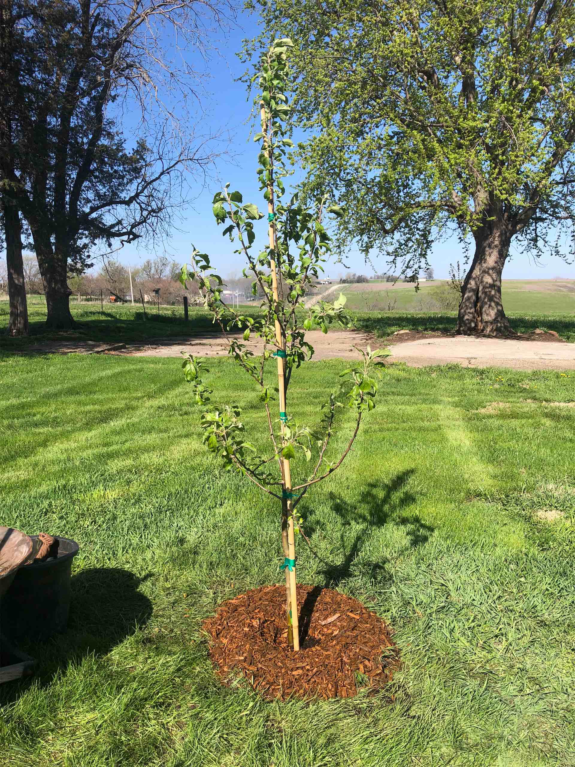 New Apple Tree & Weed Prevention
