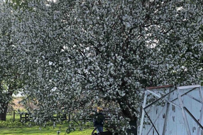 Apple Blossoms & Mower Problems