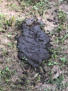 Fresh cow pie!
