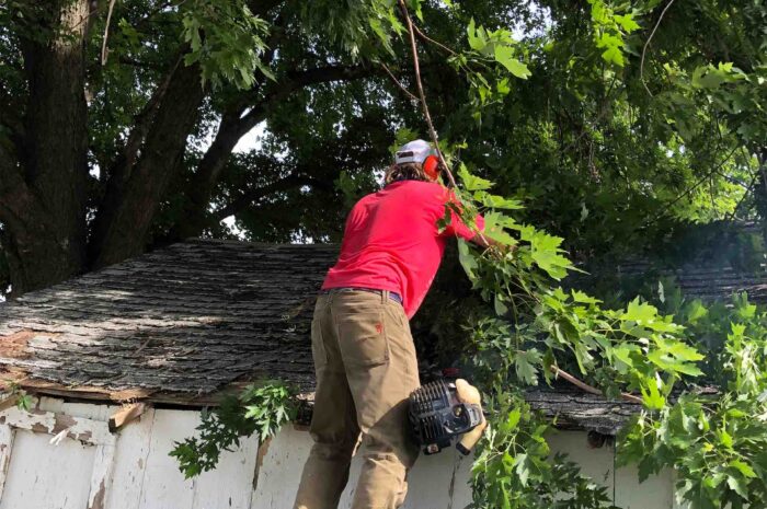 Tree Trimming